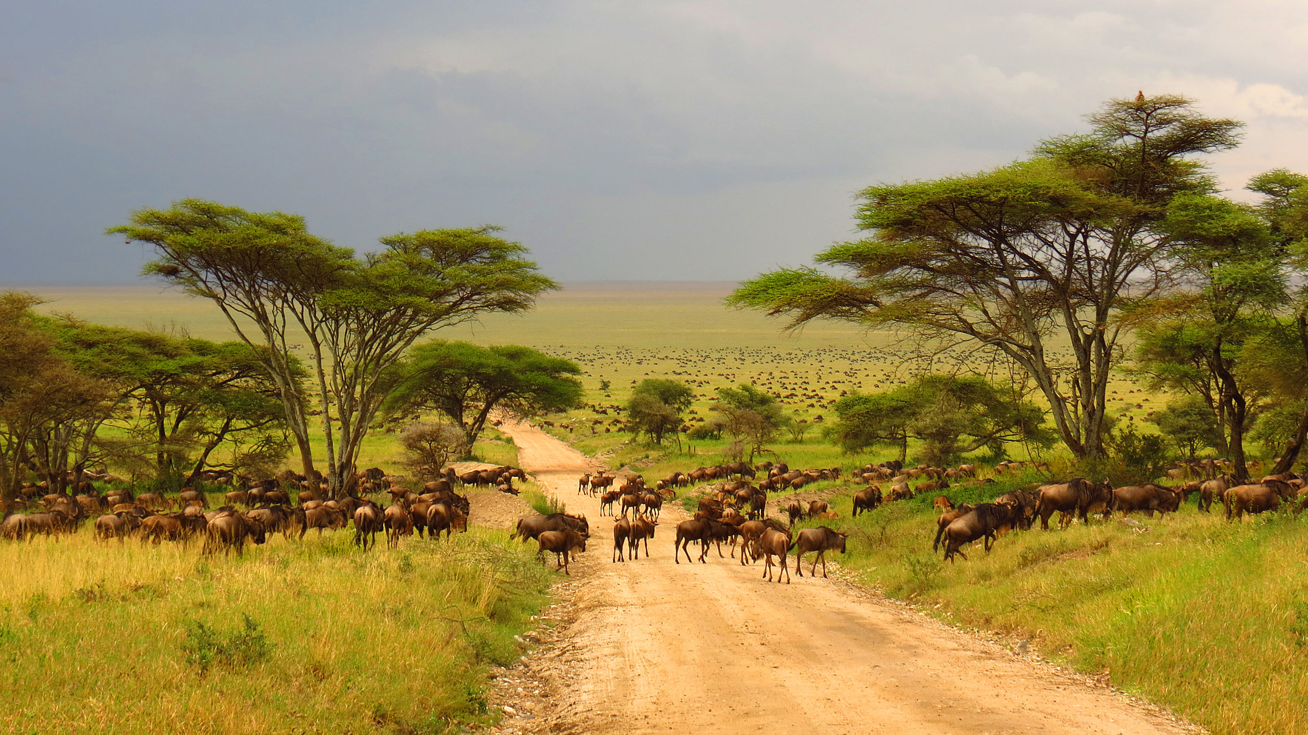 Serengeti Holidays, Tailor Made for You - Tanzania - Alfred&