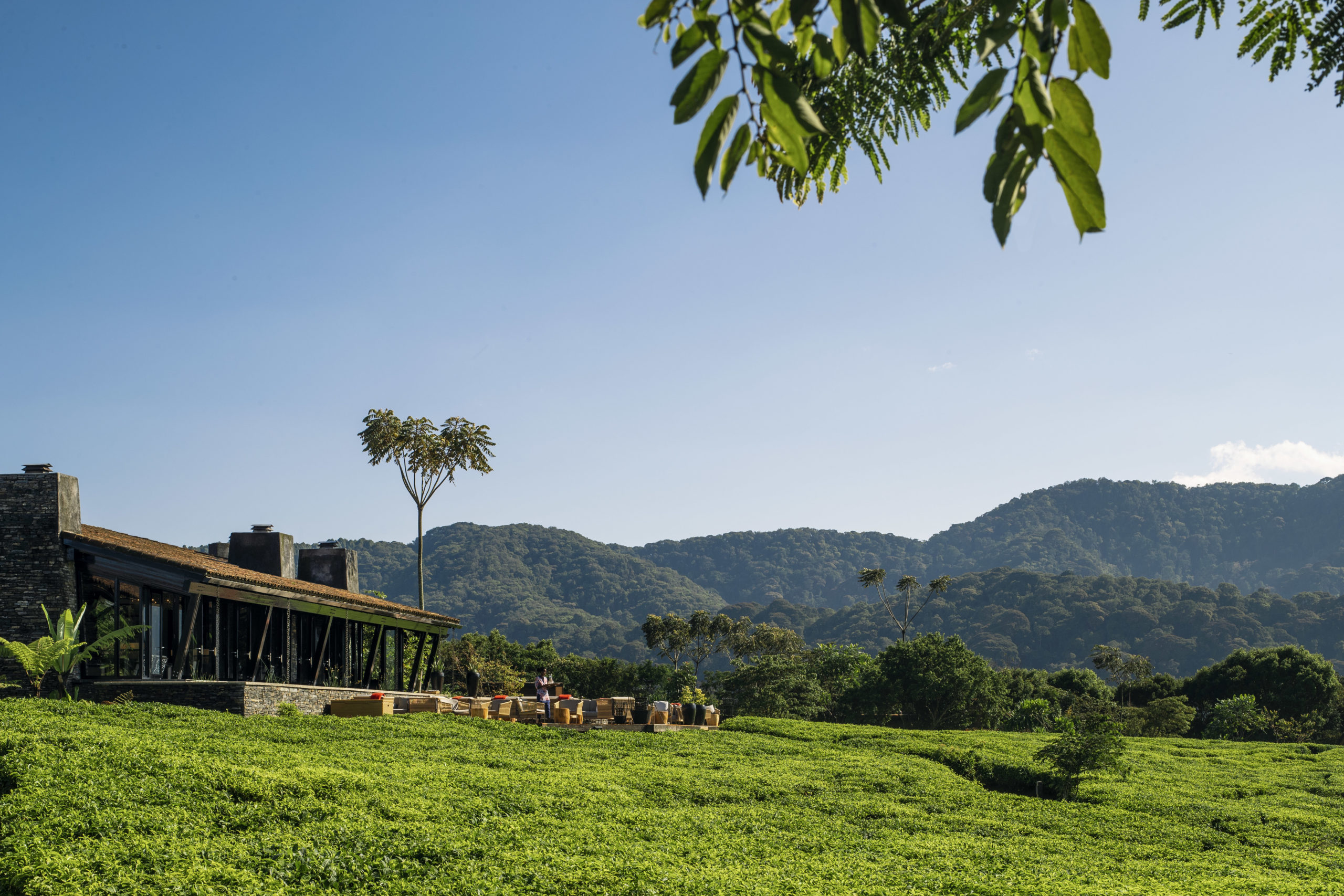 Tea plantation views and chimpanzee treks at Nyungwe House - Alfred