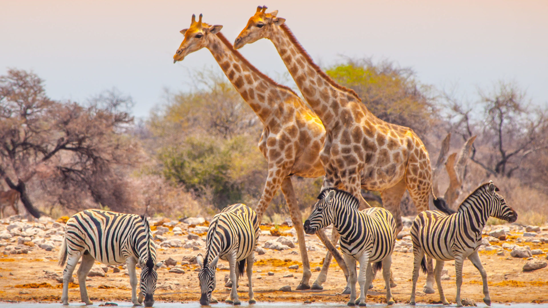 Explore Etosha, the jewel in Namibia’s safari crown - Alfred&