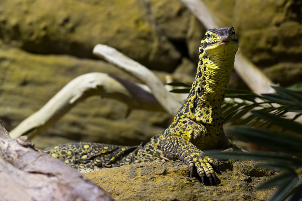 argus monitor lizard