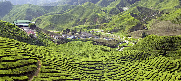 Tea culture in Malaysia – Kuoni Travel