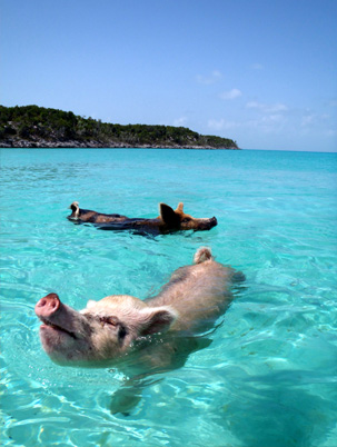 Pig Beach, Bahamas - Kuoni