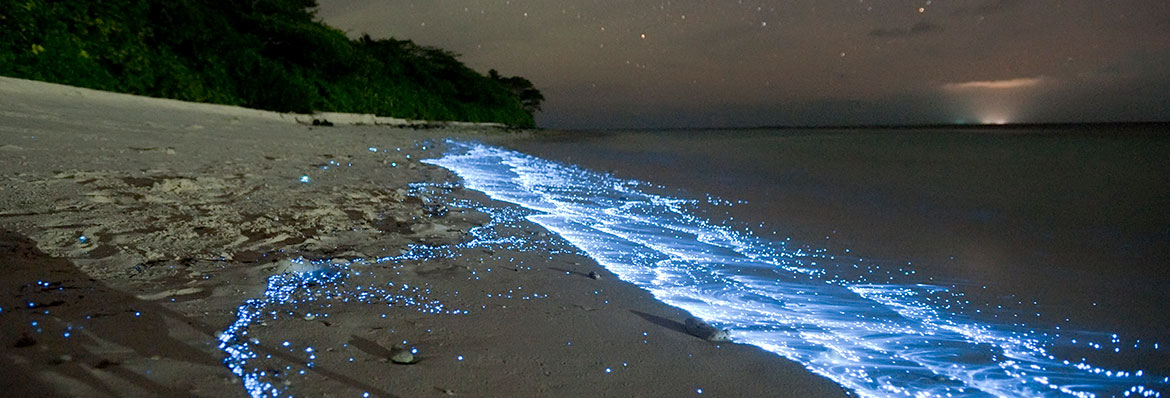 How to Take Photos of Bioluminescent Plankton | Kuoni