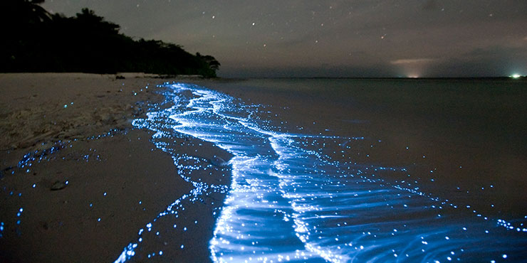 Bioluminescence In The | How The Sea