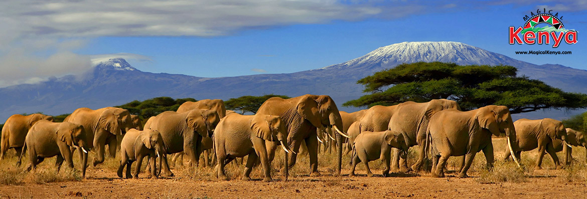 kenyan animals